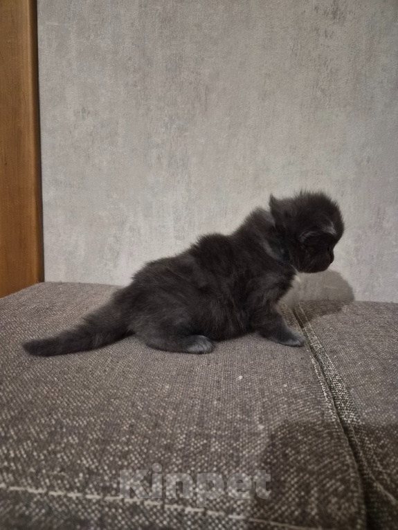 Кошки в Армавире: Продаю умных здоровых котят. Девочка, 5 000 руб. - фото 5