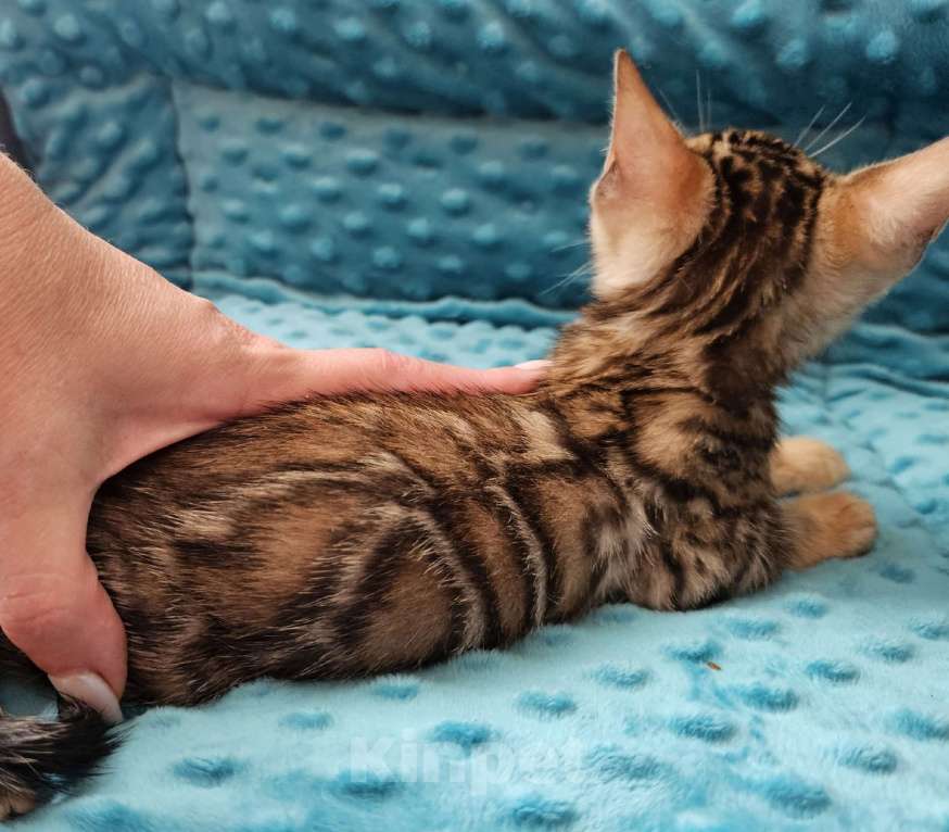 Кошки в Казани: Бенгальский котенок окрас розетка на золоте  Девочка, 40 000 руб. - фото 2
