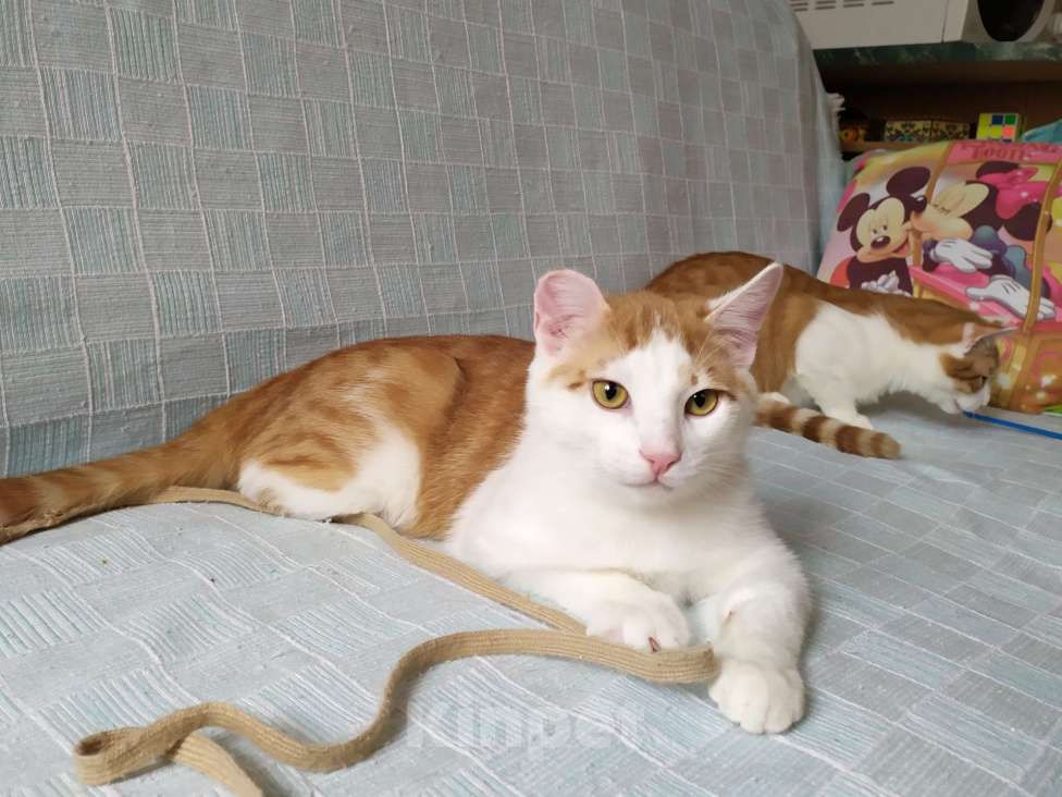 Кошки в Санкт-Петербурге: Ласковый Яша в добрые руки Мальчик, Бесплатно - фото 10