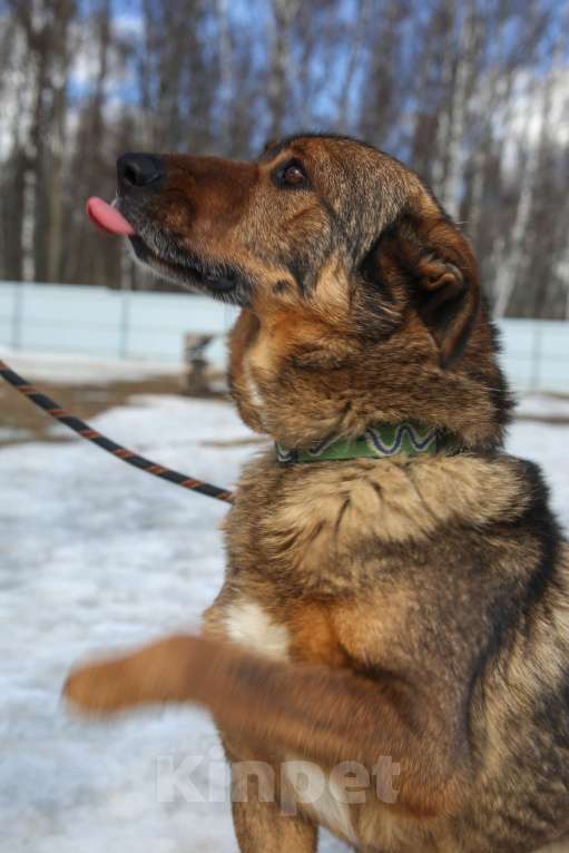 Собаки в Москве: Особенный пес Валик живет в приюте много лет, все еще ждет Мальчик, Бесплатно - фото 5