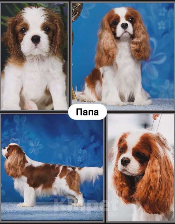 Собаки в Москве: Кавалер кинг-чарльз-спаниель, щенок Мальчик, 100 000 руб. - фото 9