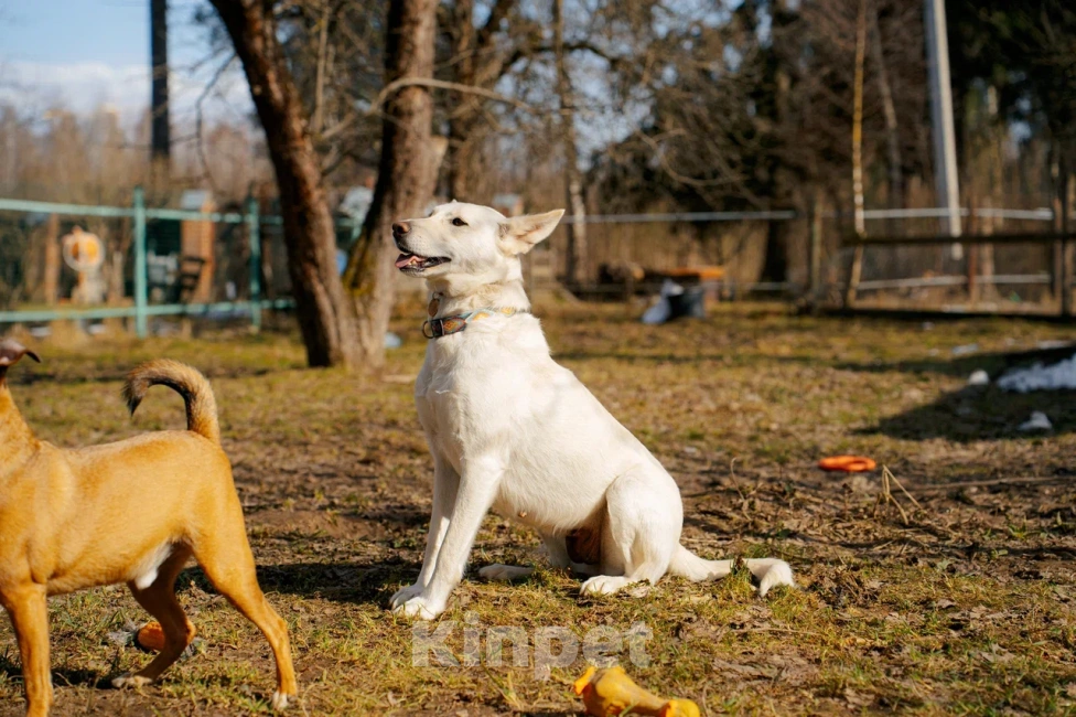 Собаки в Красногорске: Молоденькая Белочка 1,5 года ищет дом Девочка, Бесплатно - фото 4