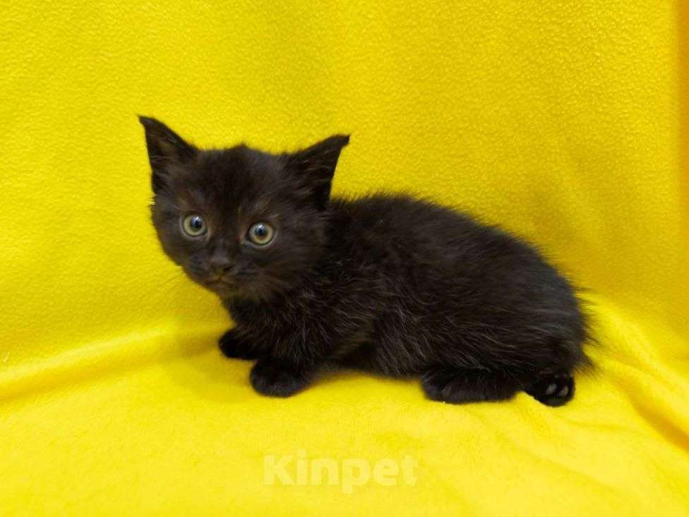 Кошки в Москве: Котята ищут дом Девочка, Бесплатно - фото 2