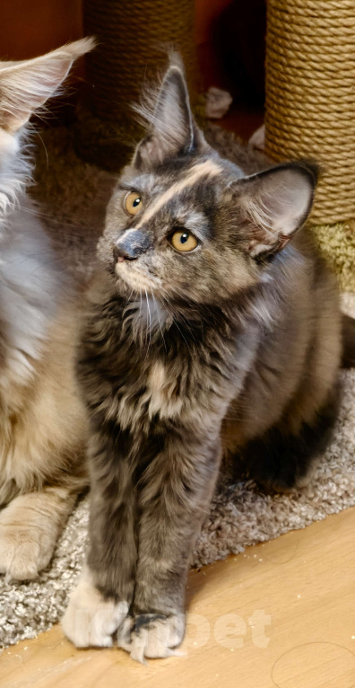 Кошки в Санкт-Петербурге: Нежная девочка - "мамина дочка" Девочка, 25 000 руб. - фото 2