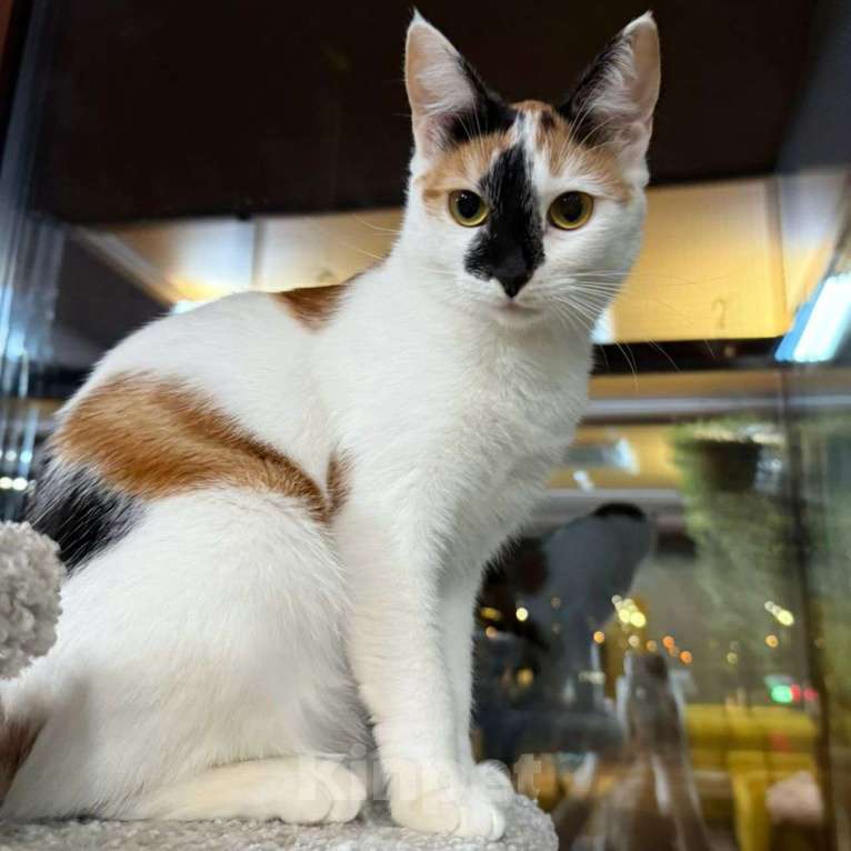 Кошки в Москве: Ласковая трехцветочка так и остается незамеченной 💔 Девочка, Бесплатно - фото 2