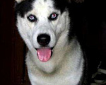 Собаки в Астрахани: Вязка, 1 руб. - фото 2