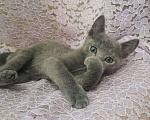 Кошки в Ливны: Котенок русский голубой. Породистые котята, 45 000 руб. - фото 5