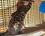 Кошки в Кудымкаре: Бенгальский кот, 5 000 руб. - фото 3