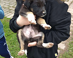 Собаки в Одинцово: Ищут дом щенки Мальчик, 1 руб. - фото 2