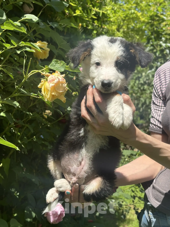 Собаки в Новороссийске: Геркулес ищет дом 🐾 Мальчик, 99 руб. - фото 4