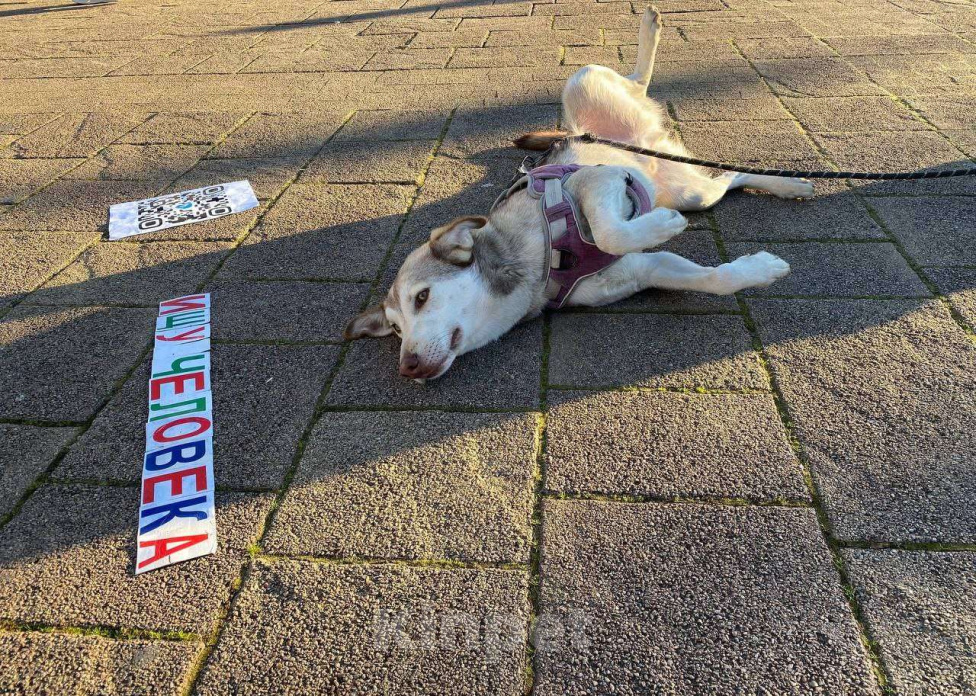 Собаки в Сочи: Джекки Южный метис Мальчик, Бесплатно - фото 4