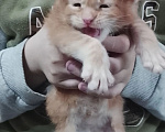 Кошки в Санкт-Петербурге: Котята мейн-кун Девочка, 30 000 руб. - фото 3