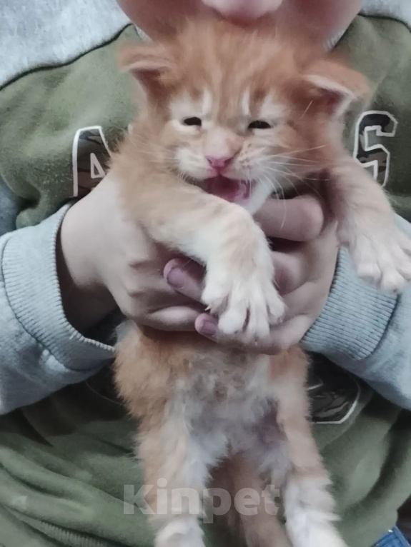Кошки в Санкт-Петербурге: Котята мейн-кун Девочка, 30 000 руб. - фото 3