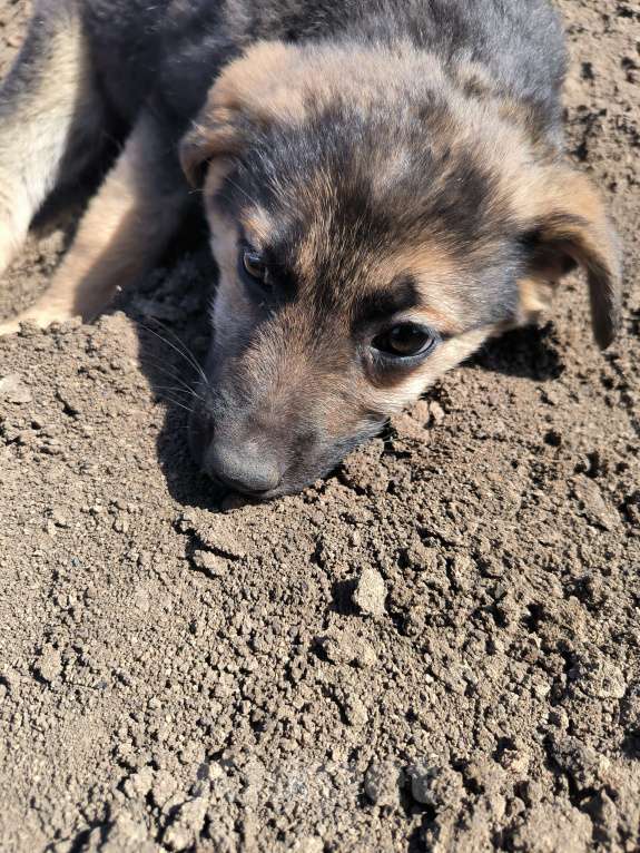 Собаки в Азове: Щеночек девочка в добрые руки Девочка, Бесплатно - фото 1
