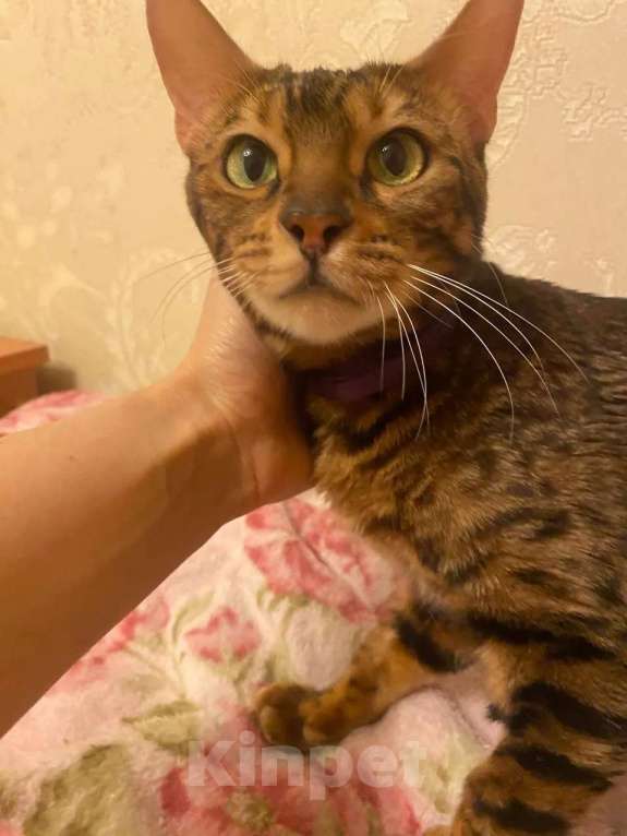 Кошки в Москве: Бенгальская кошка Марта в добрые руки (с характером принцессы) Девочка, Бесплатно - фото 10