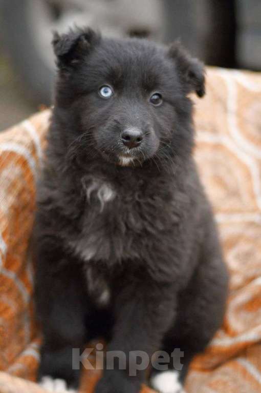 Собаки в Москве: щенки в добрые руки Мальчик, Бесплатно - фото 3