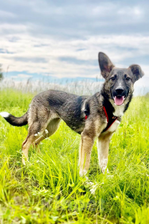 Собаки в Москве: ВЕСНУШКА. Нежная рыжая красотка. Девочка, 1 руб. - фото 4