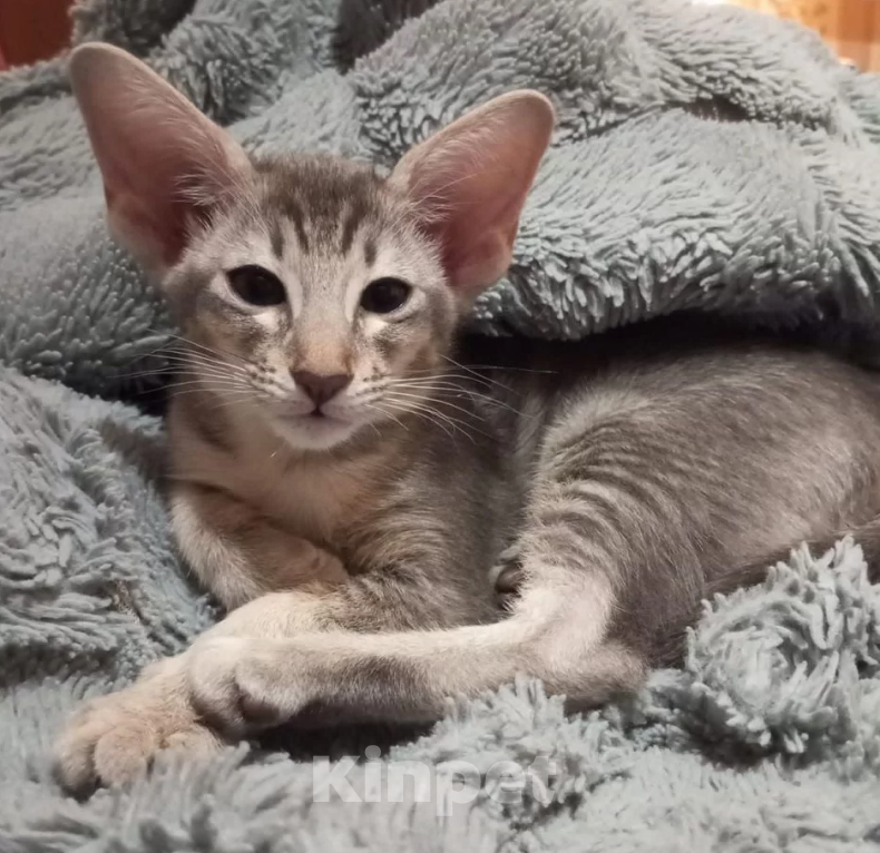 Кошки в Кузнецке: Ориентальный котенок Разнополые, 20 000 руб. - фото 6