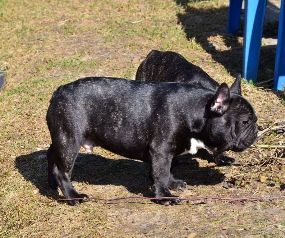 Собаки в Старом Купавне: Вениамин Мальчик, 60 000 руб. - фото 4