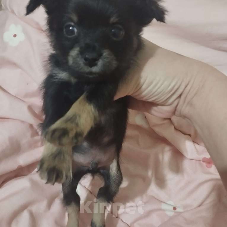 Собаки в Владикавказе: Мини Мальчик, 3 000 руб. - фото 1