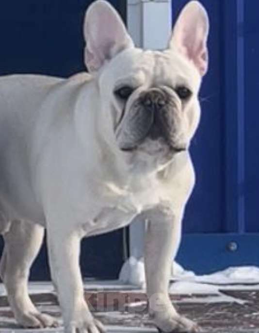 Собаки в других городах Ямало-Ненецкого автономного округа: Супер папа Мальчик, Бесплатно - фото 2