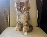 Кошки в Коломне: Котенок Мейн-кун Мальчик, 25 000 руб. - фото 1