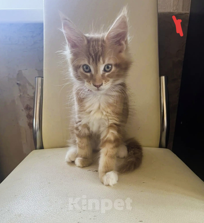 Кошки в Коломне: Котенок Мейн-кун Мальчик, 25 000 руб. - фото 1