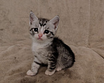 Кошки в Подольске: Отдам котёнка в добрые руки  Девочка, Бесплатно - фото 1
