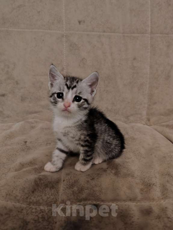 Кошки в Подольске: Отдам котёнка в добрые руки  Девочка, Бесплатно - фото 1