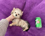 Собаки в Москве: Микро йорк золотая девочка ласковая Девочка, 65 000 руб. - фото 4