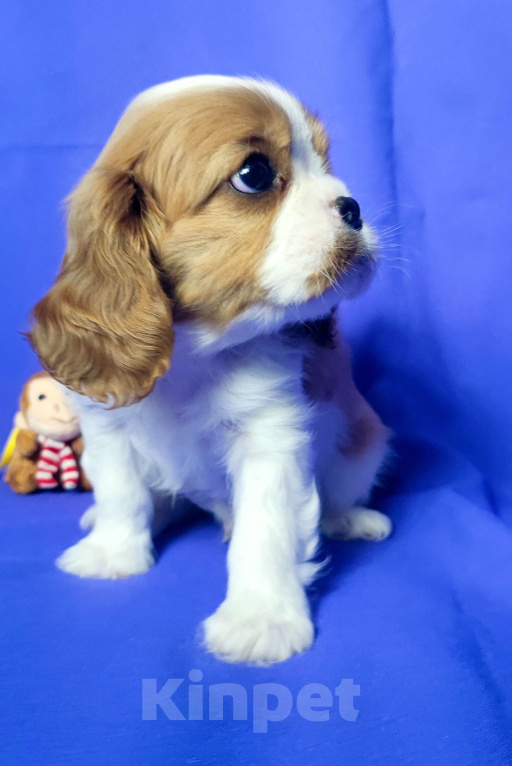 Собаки в Санкт-Петербурге: Красивый мальчик кавалер Кинг Чарльз спаниель  Мальчик, 100 000 руб. - фото 4