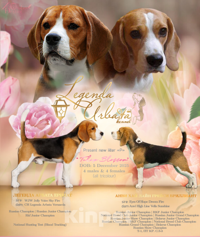 Собаки в Санкт-Петербурге: Биглюши ищут свои самые заботливые ручки!!! Разнополые, 60 000 руб. - фото 1