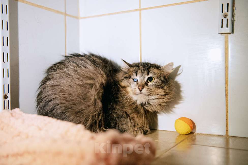 Кошки в других городах Московской области: Лакрица мечтает найти свой дом Девочка, Бесплатно - фото 6