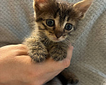 Кошки в Ульяновске: котята ищут самый лучший дом и любящих хозяев! Девочка, Бесплатно - фото 2