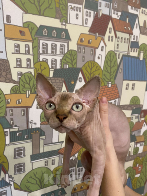 Кошки в Москве: Нежный которебенок  Девочка, 40 000 руб. - фото 4