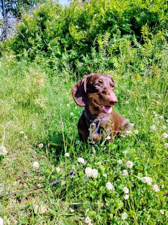 Собаки в Санкт-Петербурге: Вязка такса - юного чемпиона России, РКФ Мальчик, Бесплатно - фото 7