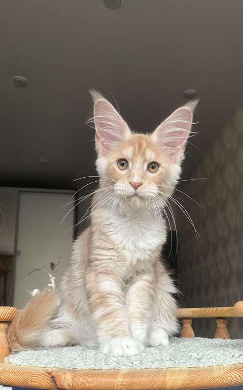 Кошки в Санкт-Петербурге: Мальчик мейн-кун Мальчик, 65 000 руб. - фото 1