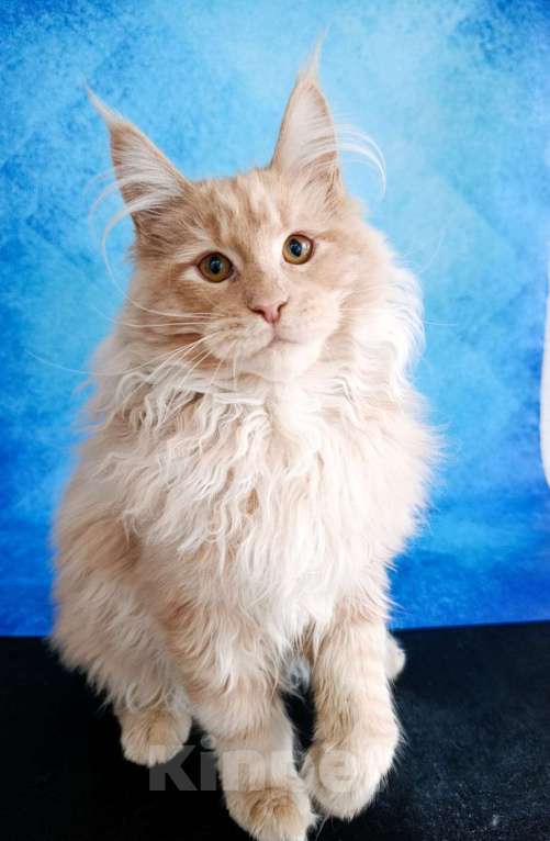 Кошки в Москве: Фавн Мальчик, 65 000 руб. - фото 3