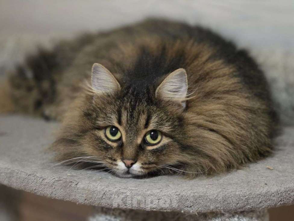 Кошки в Москве: Машеньку бросил хозяин  Девочка, Бесплатно - фото 1