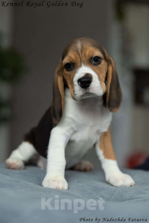 Собаки в Москве: Щенки Бигль  Девочка, 60 000 руб. - фото 5