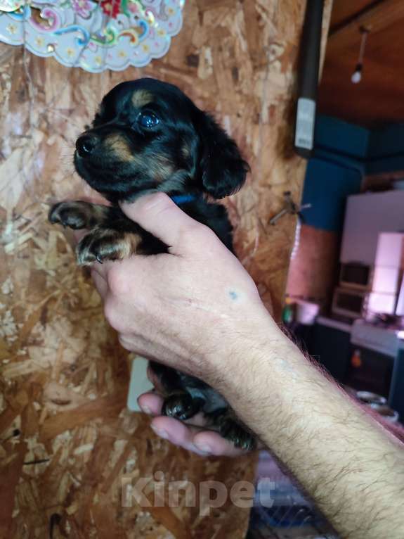 Собаки в других городах Рязанской области: Щенки дорки Мальчик, 3 000 руб. - фото 2