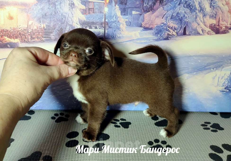 Собаки в Санкт-Петербурге: Мари Мистик Бандерос шоколадный с белым чихуахуа Мальчик, 60 000 руб. - фото 2