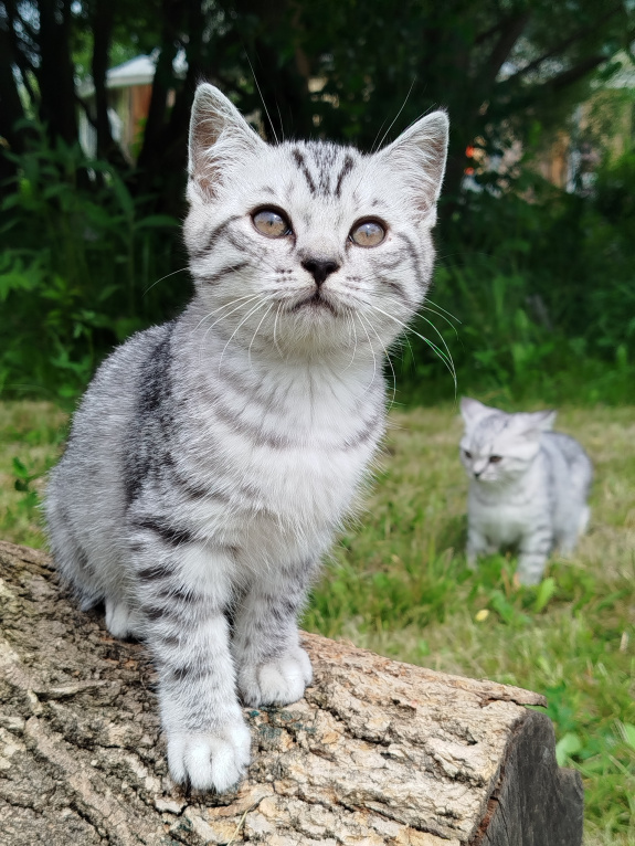 Кошки в Москве: Британские котята Мальчик, 15 000 руб. - фото 2