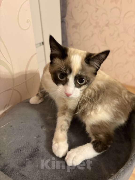 Кошки в Рязани: Кошка в добрые руки, даром  Девочка, Бесплатно - фото 1