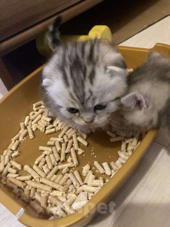 Кошки в Москве: Котята шотландские вислоухие и прямоухие Мальчик, 15 000 руб. - фото 1