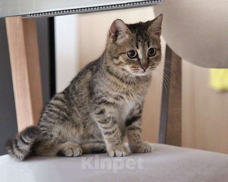 Кошки в Москве: Очаровательная Манечка, ласковый тигровый котенок ищет дом Девочка, 10 руб. - фото 1