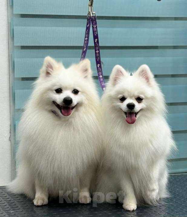 Собаки в Пензе: НЕМЕЦКИЙ МАЛЫЙ ШПИЦ  Мальчик, 80 000 руб. - фото 5