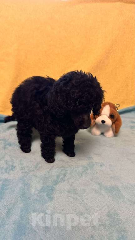 Собаки в Москве: Пудель миниатюра Мальчик, Бесплатно - фото 5