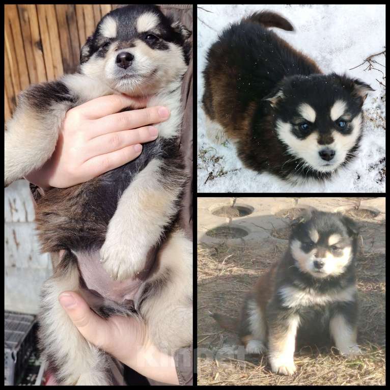 Собаки в Кемерово: Отдам щенков в добрые руки! Девочка, 10 руб. - фото 1