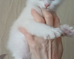 Кошки в Королеве: Роскошная блондинка Девочка, 15 000 руб. - фото 2